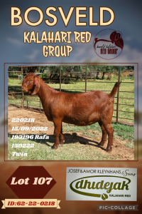 1X KALAHARI RED PREGNANT FLOCK DOE DHIDEJAK KALAHARI REDS