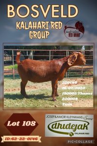 1X KALAHARI RED STUD DOE DHIDEJAK KALAHARI REDS