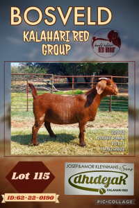 1X KALAHARI RED STUD DOE DHIDEJAK KALAHARI REDS