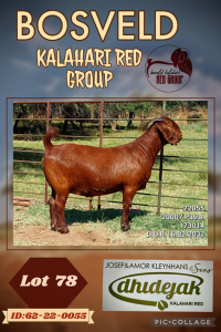 1X KALAHARI RED PREGNANT STUD DOE DHIDEJAK KALAHARI REDS