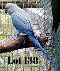 1-0 '19 Ringneck: Dark EmeraldBlue/bronze-fallow?/cinnamon - Stewart Garner