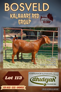 1X KALAHARI RED PREGNANT STUD DOE DHIDEJAK KALAHARI REDS