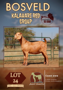 1X KALAHARI RED FLOCK DOE JAZETT GENETICS