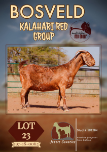 1X KALAHARI RED PRGNANT FLOCK DOE JAZETT GENETICS