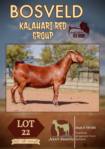 1X KALAHARI RED PREGNANT STUD DOE JAZETT GENETICS