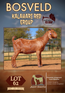 WITHDRAWN - 1X KALAHARI RED DOE JAZETT GENETICS