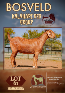 1X KALAHARI RED PREGNANT FLOCK DOE JAZETT GENETICS