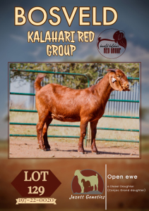 1X KALAHARI RED STUD DOE JAZETT GENETICS