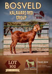 1X KALAHARI RED STUD DOE JAZETT GENETICS