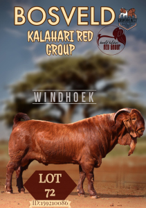 1X KALAHARI RED STUD BUCK KROKODILNEST