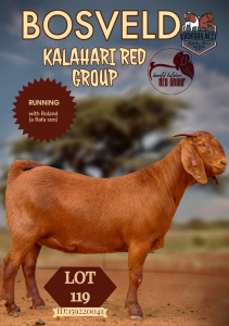 1X KALAHARI RED FLOCK DOE KROKODILNEST