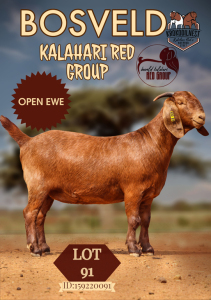 1X KALAHARI RED FLOCK DOE KROKODILNEST