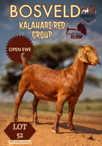 1X KALAHARI RED FLOCK DOE KROKODILNEST