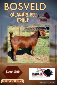 1X KALAHARI RED PREGNANT STUD DOE MAJESTO BEEFMASTERS