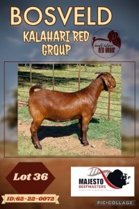 1X KALAHARI RED STUD DOE MAJESTO BEEFMASTERS