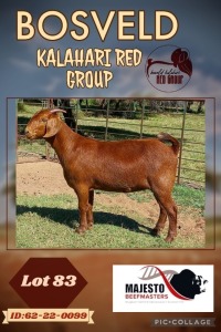 1X KALAHARI RED STUD DOE MAJESTO BEEFMASTERS