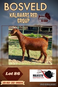 1X KALAHARI RED PREGNANT STUD DOE MAJESTO BEEFMASTERS