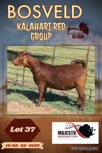 1X KALAHARI RED PREGNANT FLOCK DOE MAJESTO BEEFMASTERS