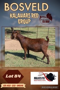 1X KALAHARI RED PREGNANT FLOCK DOE MAJESTO BEEFMASTERS