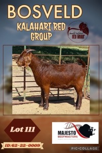 1X KALAHARI RED PREGNANT FLOCK DOE MAJESTO BEEFMASTERS