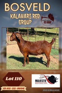 1X KALAHARI RED PREGNANT FLOCK DOE MAJESTO BEEFMASTERS