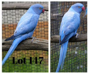 0-1 '20 Ringneck: Dark Blue Opaline/cleartail - Fanie Klopper