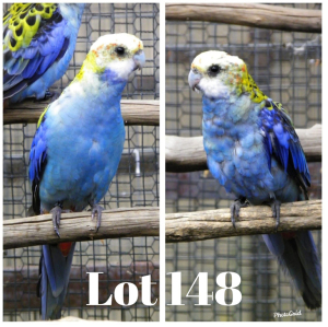 1-1 '20 Pale-headed Rosella: Normal x Normal - Fanie Klopper