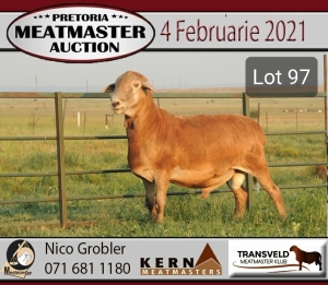 LOT 97 1X MEATMASTER RAM KERN MEATMASTERS