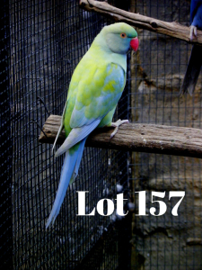 0-1 '20 Ringneck: Dark TurquoiseBlue Dom.Pied Opaline - Fanie Klopper