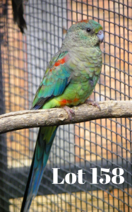 0-1 '20 Many-coloured: Red-bellied - Fanie Klopper