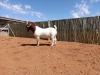 1X BOERBOK RAM COMPION BOERBOKSTOET - KUDDE/FLOCK