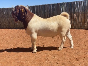 1X BOERBOK RAM COMPION BOERBOKSTOET - KUDDE/FLOCK