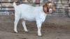 1x BOER GOAT FLOCK DOE WELLEABI STOET