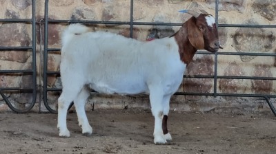 1x BOER GOAT FLOCK DOE WELLEABI STOET