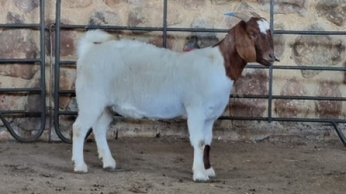 1x BOER GOAT FLOCK DOE WELLEABI STOET