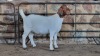 1x BOER GOAT FLOCK DOE WELLEABI STOET