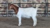 1x BOER GOAT FLOCK DOE WELLEABI STOET