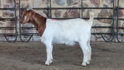 1x BOER GOAT FLOCK DOE WELLEABI STOET