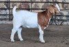 1x BOER GOAT FLOCK DOE WELLEABI STOET