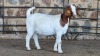 1x BOER GOAT FLOCK DOE WELLEABI STOET