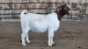 1x BOER GOAT FLOCK DOE WELLEABI STOET