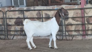 1x BOER GOAT FLOCK DOE WELLEABI STOET