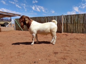 1X BOERBOK RAM COMPION BOERBOKSTOET - KUDDE/FLOCK