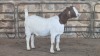 1x BOER GOAT FLOCK DOE WELLEABI STOET