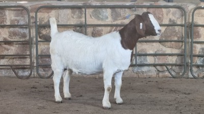 1x BOER GOAT FLOCK DOE WELLEABI STOET