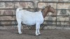 1x BOER GOAT FLOCK DOE WELLEABI STOET