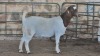 1x BOER GOAT FLOCK DOE WELLEABI STOET