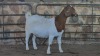 1x BOER GOAT FLOCK DOE WELLEABI STOET