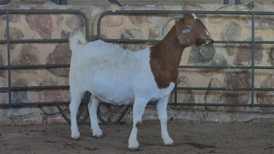 1x BOER GOAT FLOCK DOE WELLEABI STOET