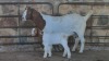 1+1x BOER GOAT FLOCK DOE WELLEABI STOET